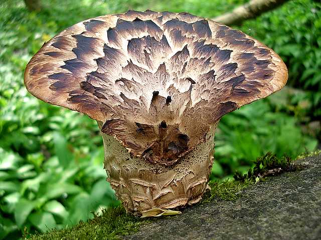 2005 :  Un anno di funghi